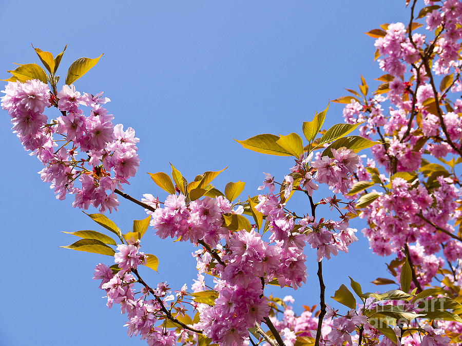 Cherry Blossom Against the Blue Sky Photograph by Brenda Kean