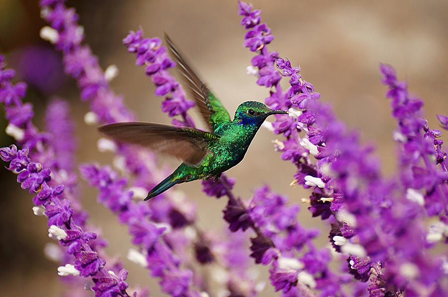Hummingbird Photograph - Against the Grain by Blair Wainman