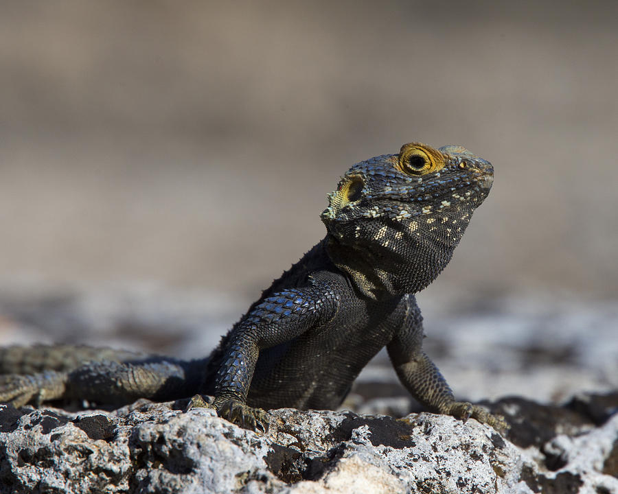Agama basking on a rock Photograph by Tony Mills