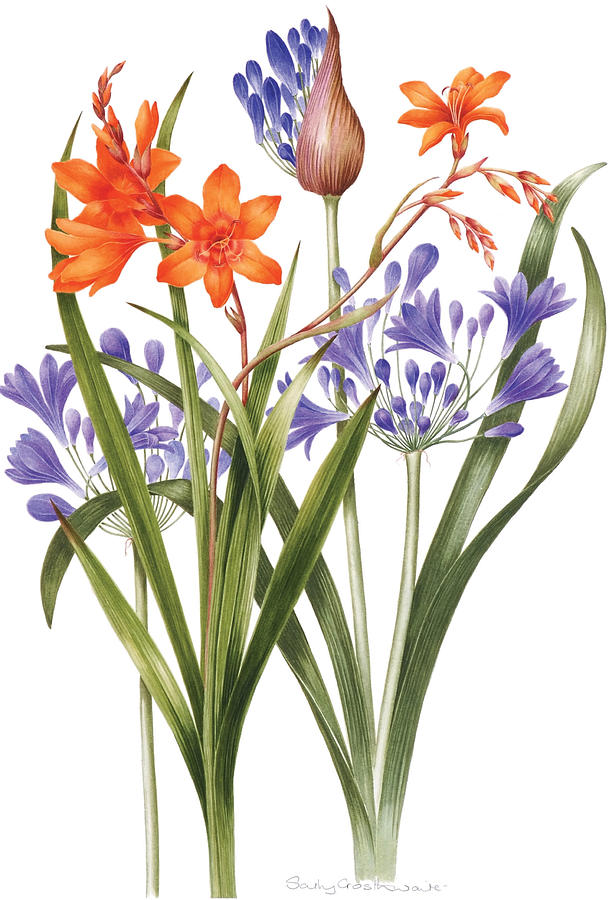 Flower Painting - Agapanthus and Crocosmia by Sally Crosthwaite