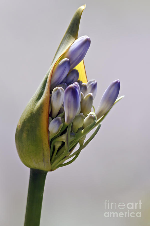 Agapanthus Blue Photograph by Kate Brown