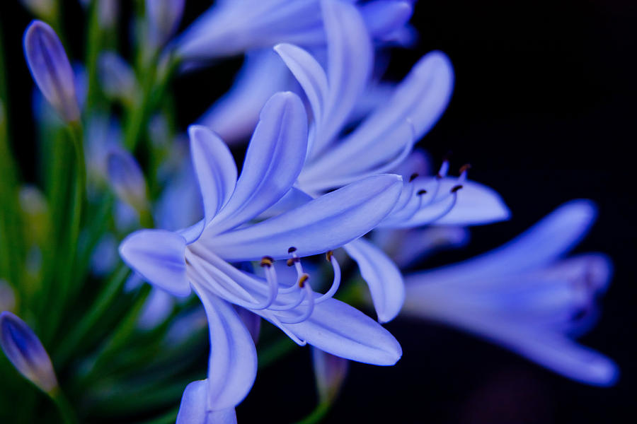 Agapanthus blue Photograph by Vanessa Thomas