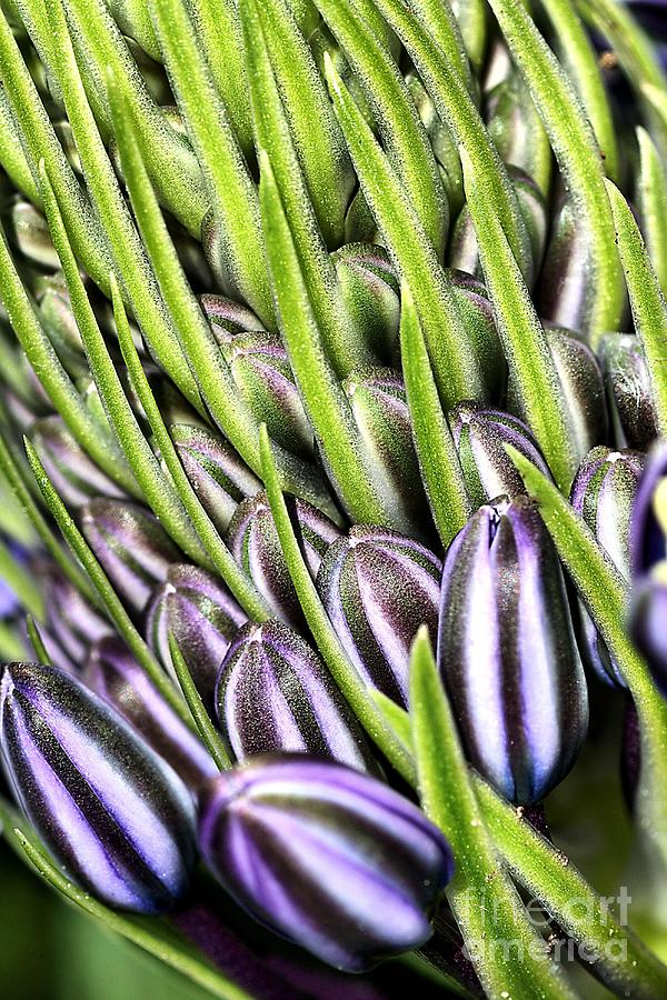 Agapanthus Buds Photograph by Joy Watson