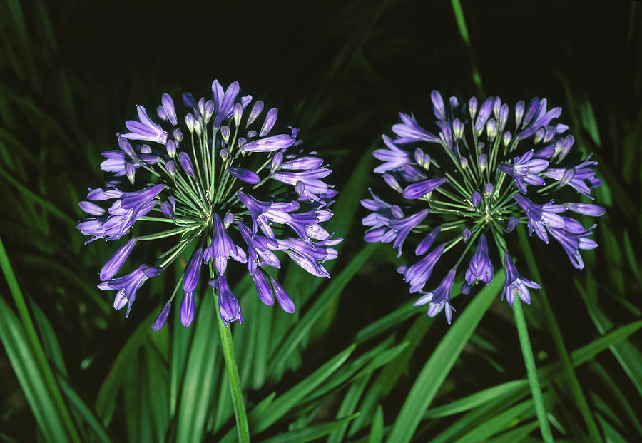 Nature Photograph - Agapanthus Campanulatus. by Mike Danson/science Photo Library