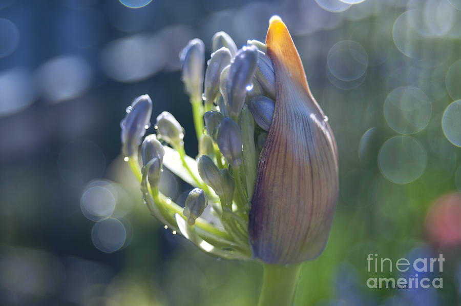 Agapanthus Coming to Life Photograph by Haleh Mahbod