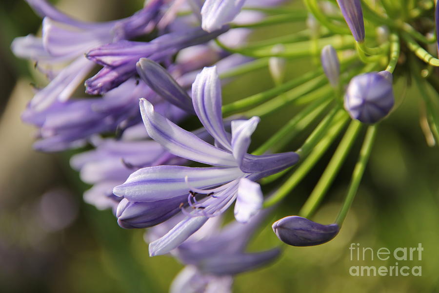 Agapanthus flower close-up Photograph by Jackie FineArt