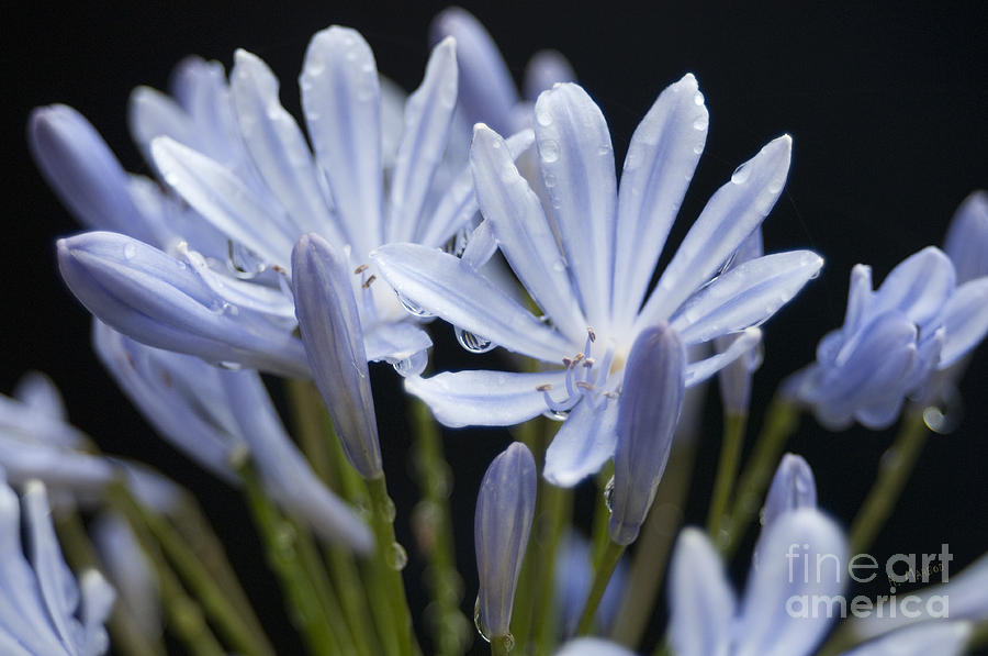 agapanthus Flower Photograph by Haleh Mahbod