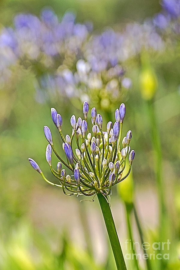 Agapanthus Photograph by Kate Brown