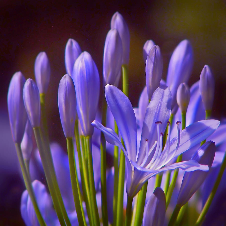Agapanthus Photograph - Agapanthus - Lily of the Nile - African Lily by Nikolyn McDonald