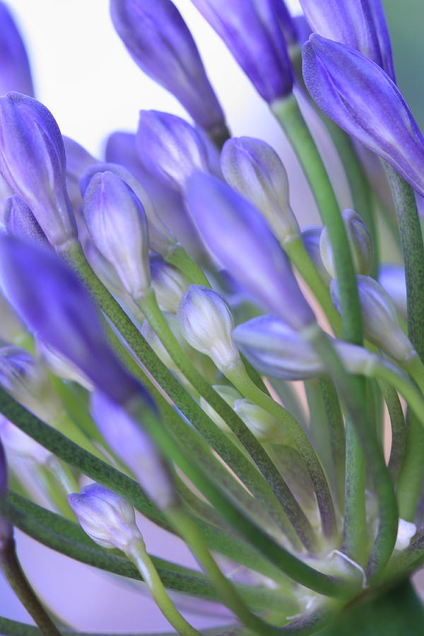 Agapanthus Photograph - Agapanthus by Rebeka Dove Agapanthus Photograph - Agapanthus by Rebeka Dove