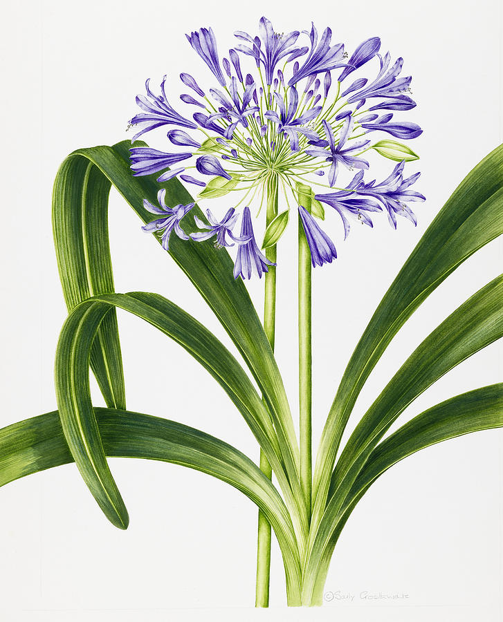Still Life Painting - Agapanthus by Sally Crosthwaite