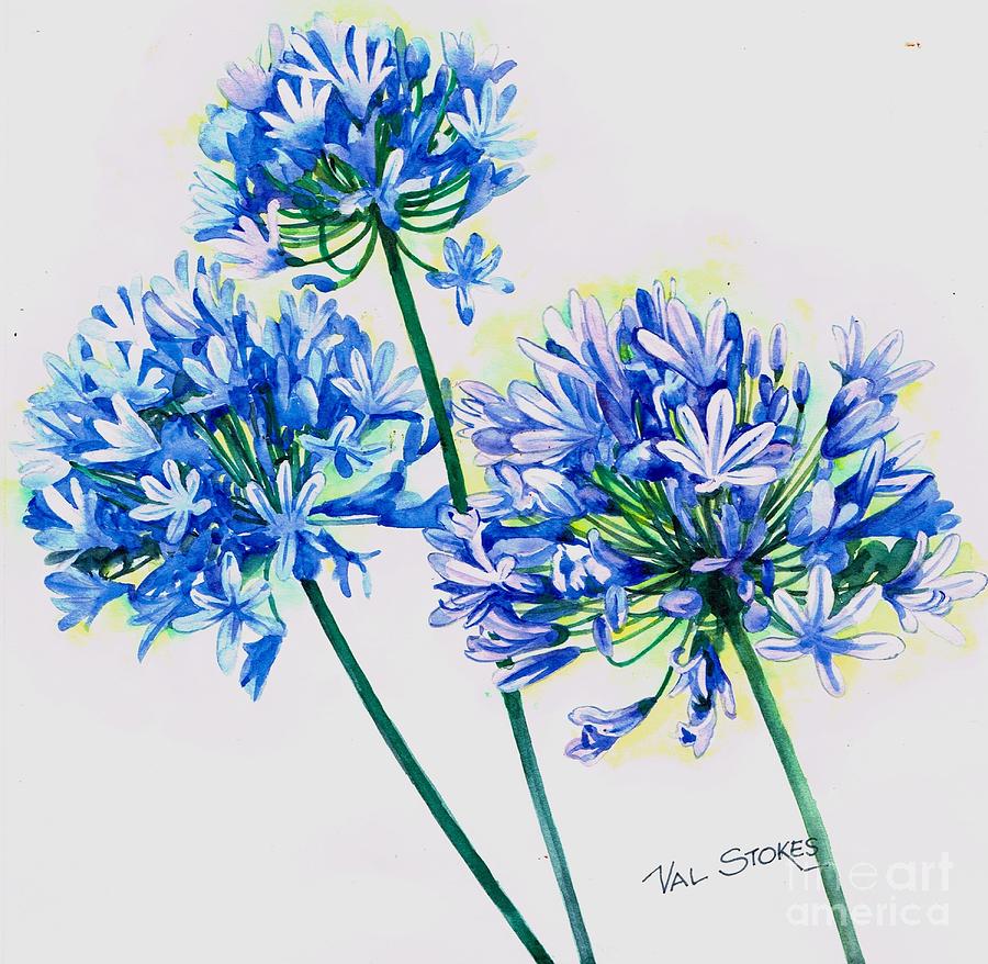 Agapanthus Painting by Val Stokes