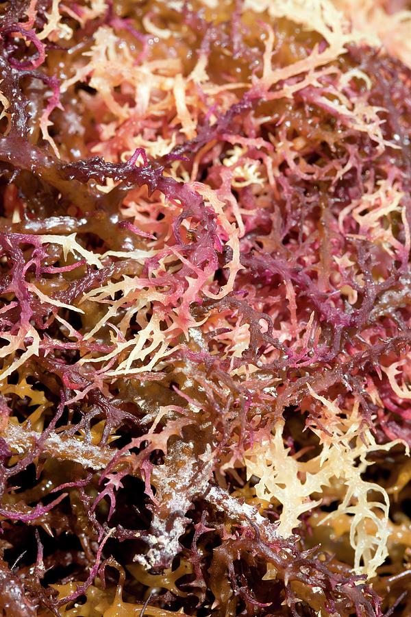 Farm Photograph - Agar Seaweed Eucheuma Coastal Farming by Paul D Stewart