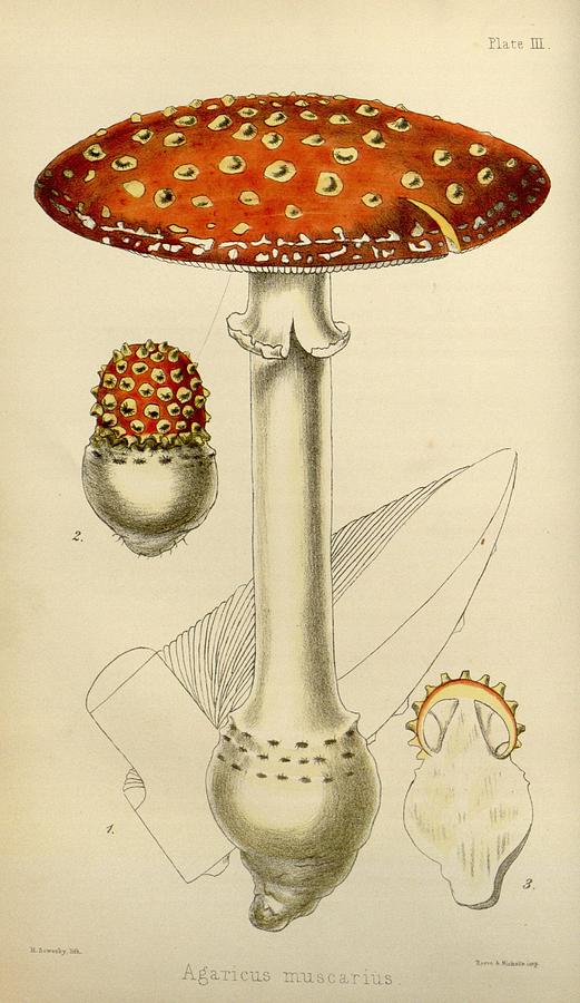 Mushroom Painting - Agaricus Mushroom by Sowerby by Philip Ralley