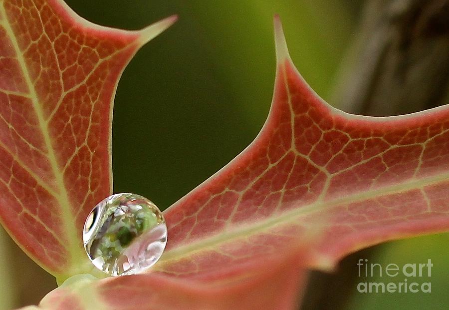 Agarita's Jewel by Diana Black Agarita's Jewel by Diana Black