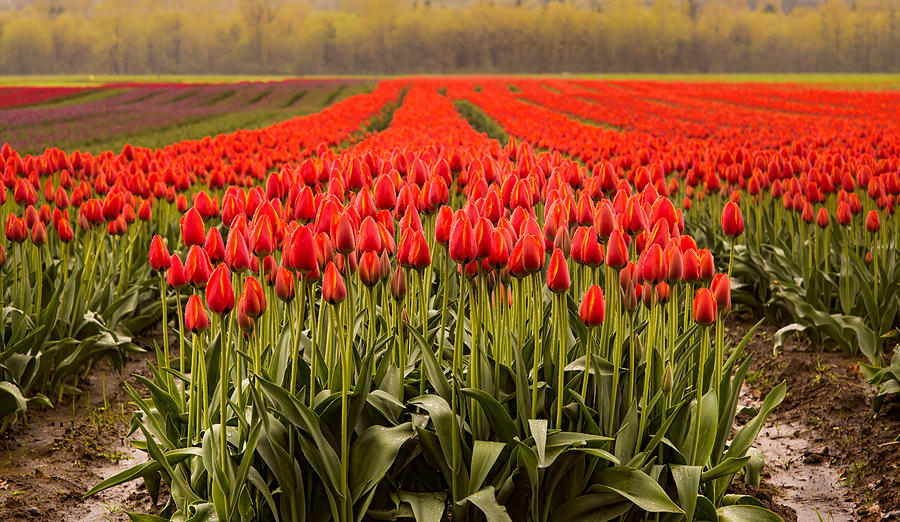Nature Photograph - Agassiz Tulip Festival by James Wheeler