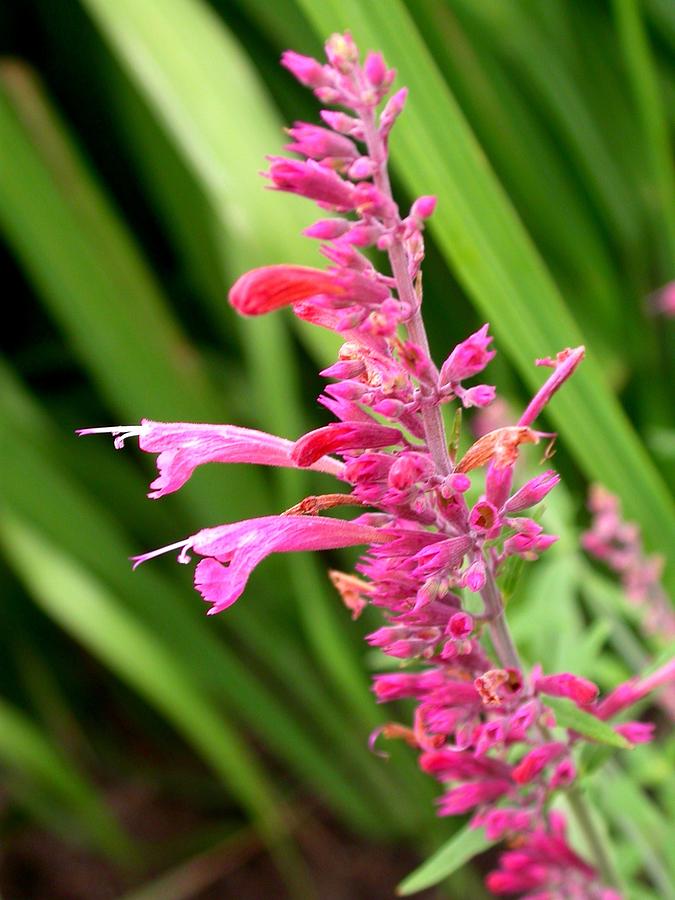 Agastache Desert Sunrise Photograph by Cynthia Wallentine - Fine Art ...