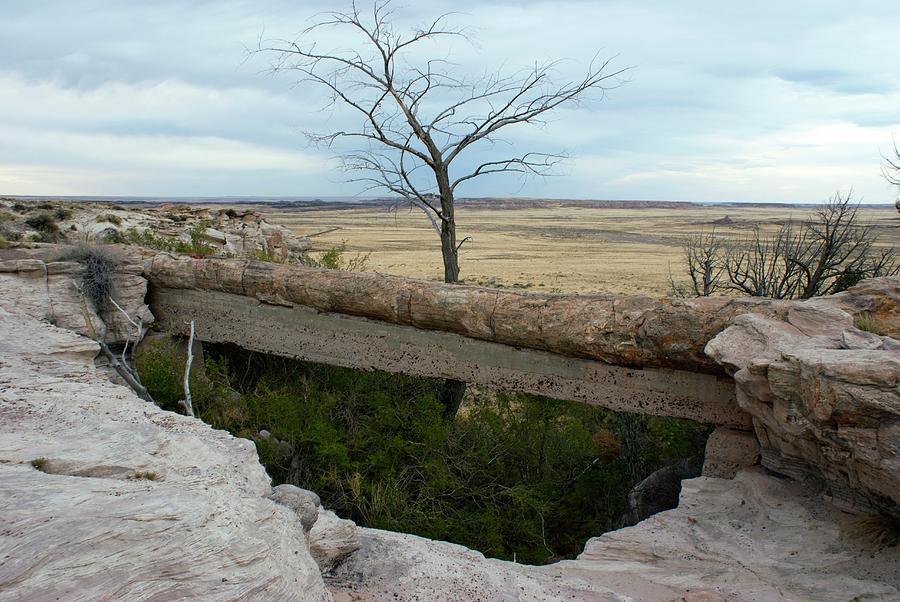 Agate Bridge At Petrified Forest Photograph by Mark Williamson/science Photo Library