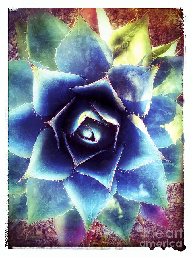 Agave Abstract Photograph by Venetta Archer