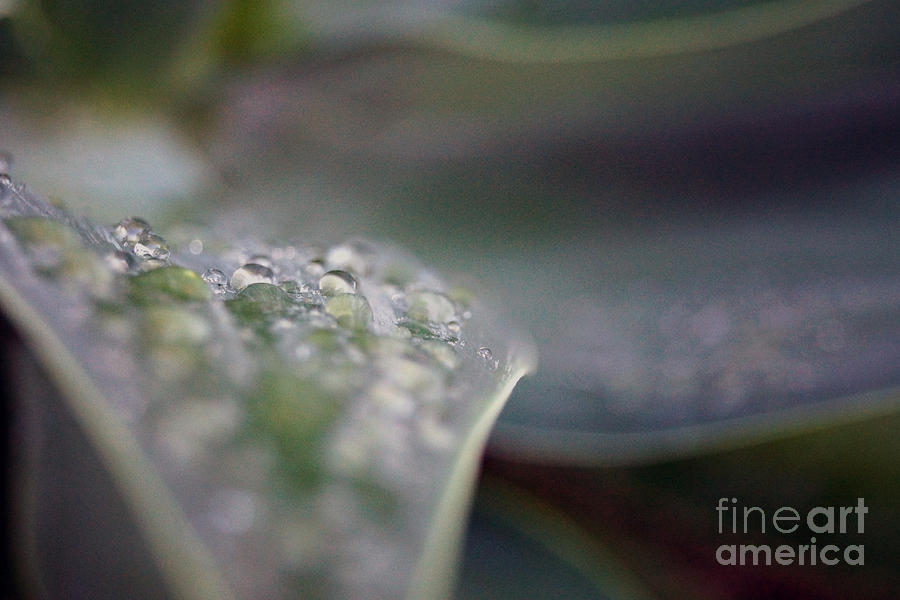 Agave After Rain Photograph by Cassandra Buckley