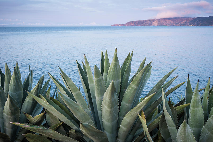 Channel Islands National Park Photograph - Agave Americana Overlooking Prisoners by Cody Duncan