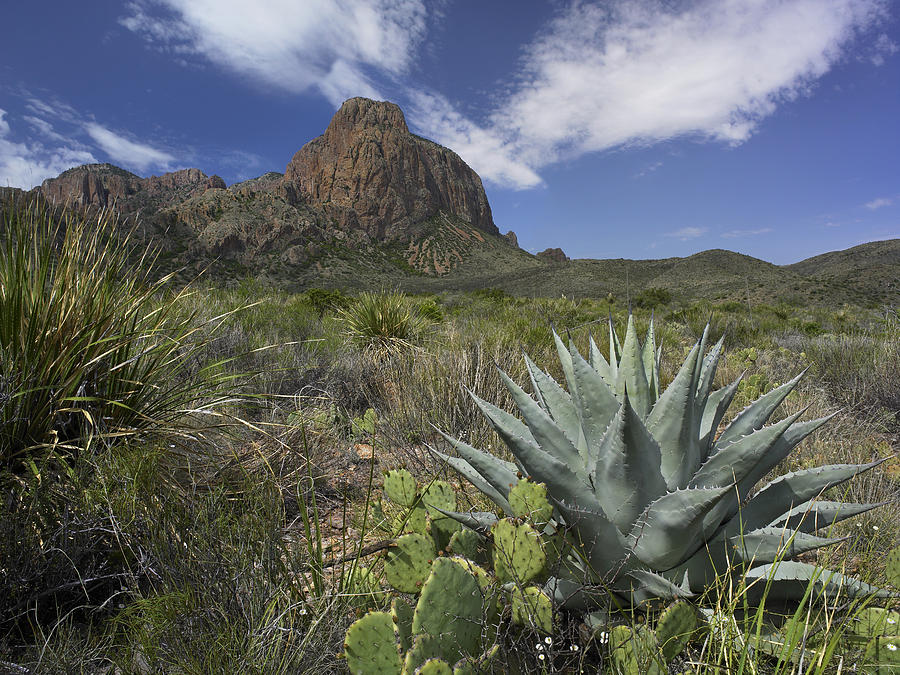 Agave And Cactus Big Bend Np Texas Photograph by Tim Fitzharris