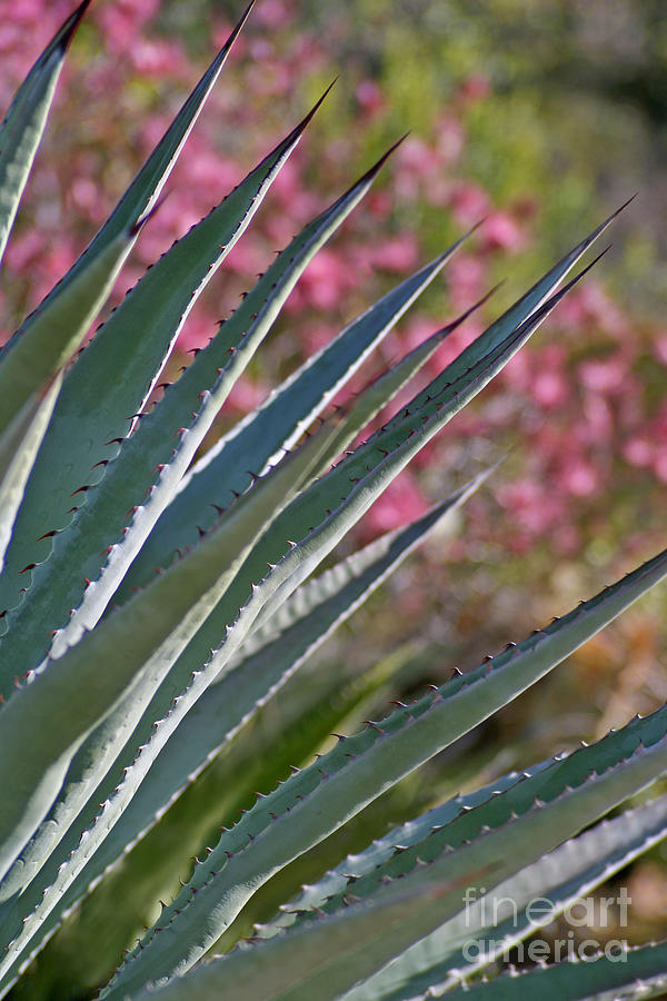 Agave And Desert Flowers Photograph by Richard and Ellen Thane