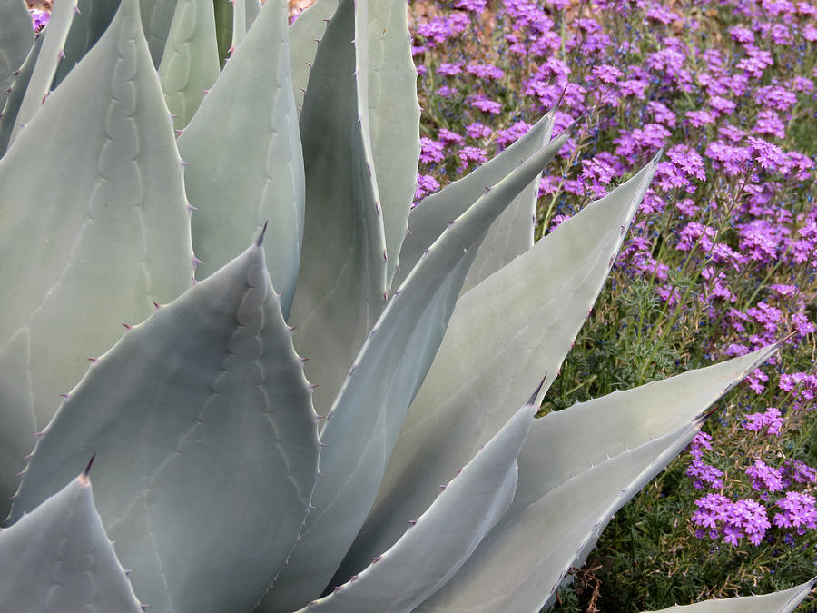 Agave and Flowers Photograph by Laurel Powell