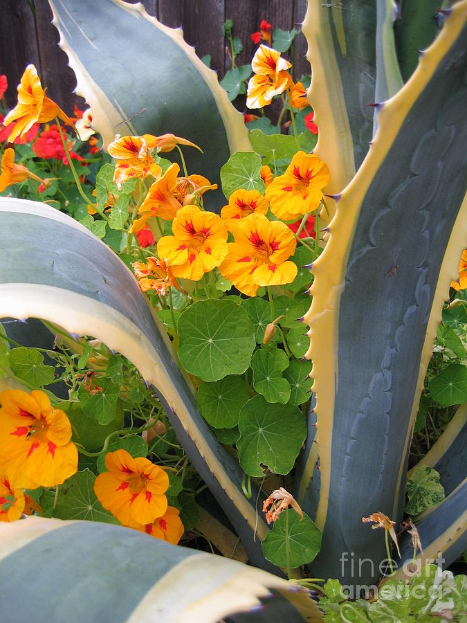 Agave and Nasturtiums Photograph by James B Toy