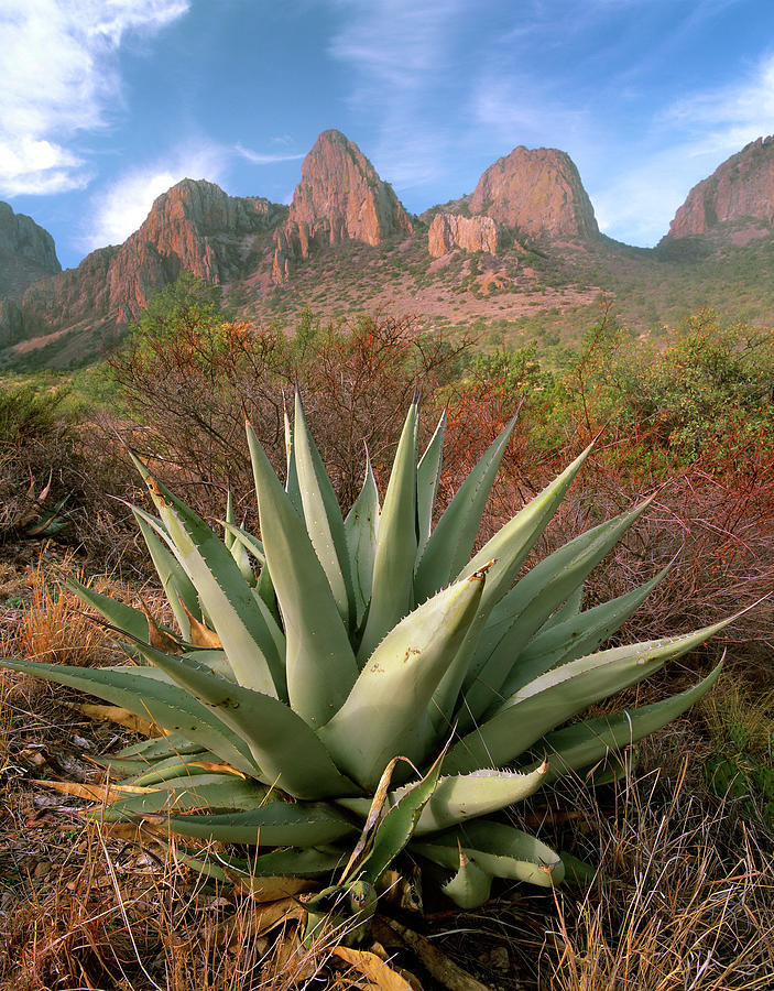 Agave and the Chisos Mountains Photograph by Tim Fitzharris