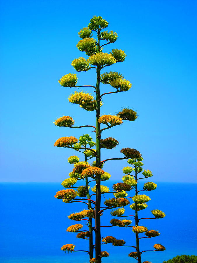 Agave Photograph by Andreas Thust