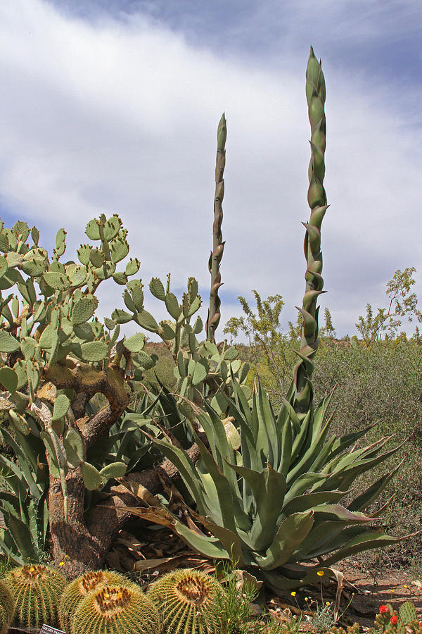 Agave At The Arboretum Photograph by Tom Janca