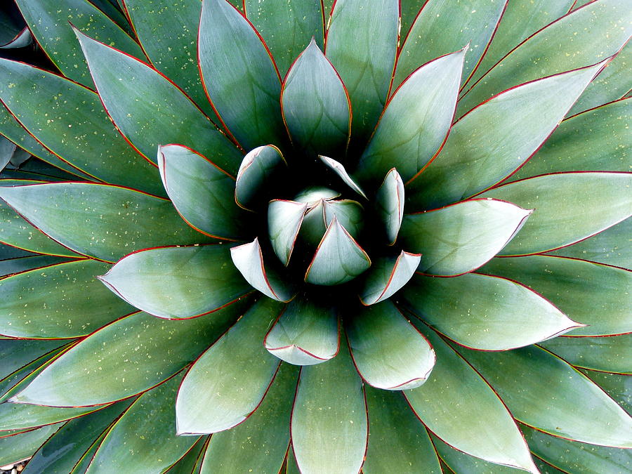 Agave Attenuata Photograph by Jeff Lowe