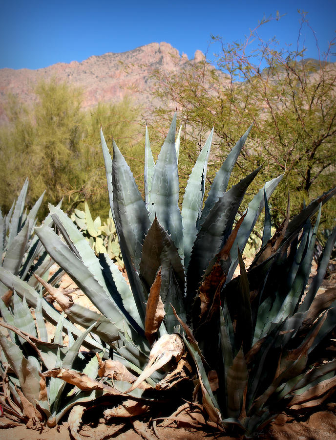 Agave Below Finger Rock Photograph by Aaron Burrows