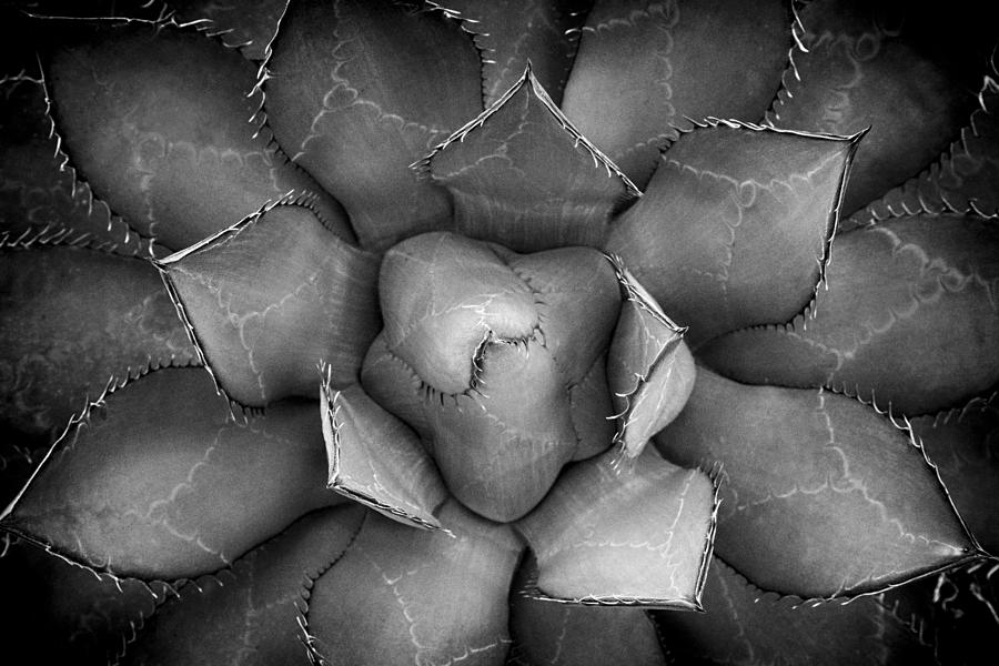 Agave Black and White Abstract Photograph by Adam Romanowicz
