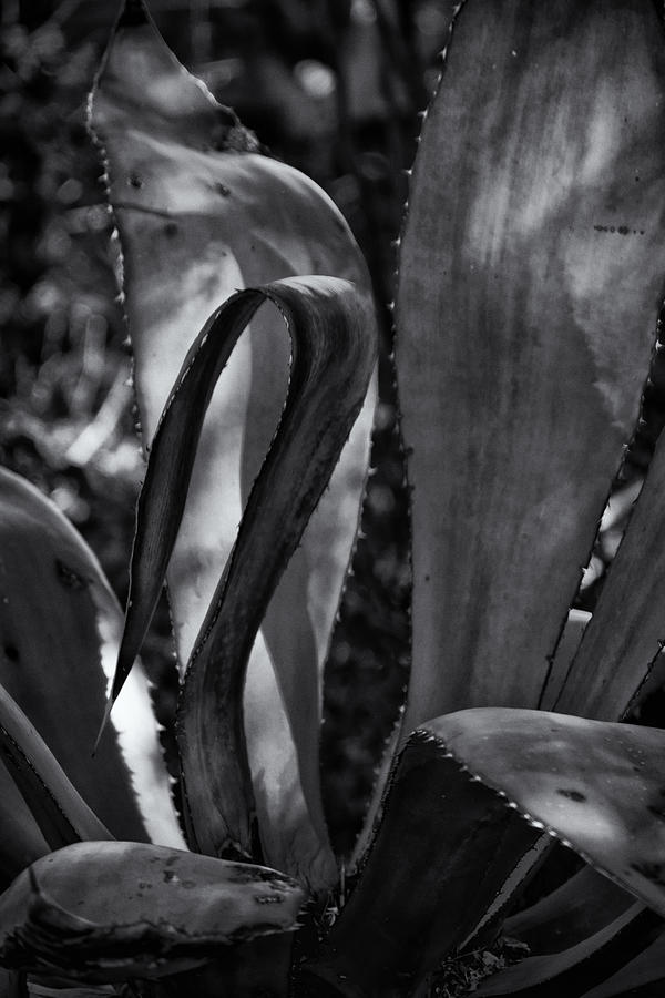 Agave Black and White DSC08571 Photograph by Greg Kluempers