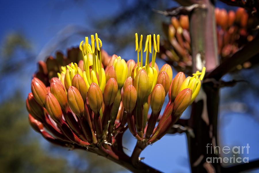 Agave Blooms Photograph by Ron Chilston