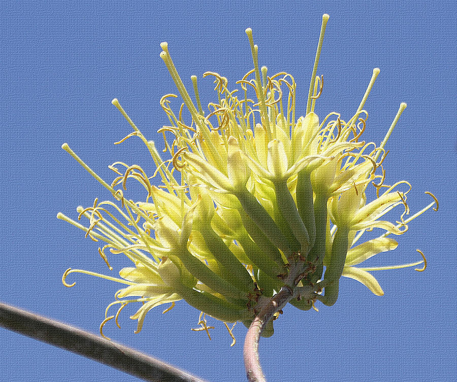 Agave Blossom  Photograph by Tom Janca