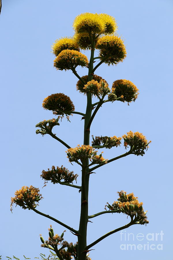 Agave Blossoms Photograph by Christiane Schulze Art And Photography