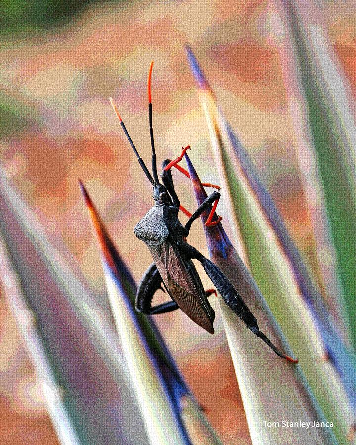 Agave Bug  Photograph by Tom Janca