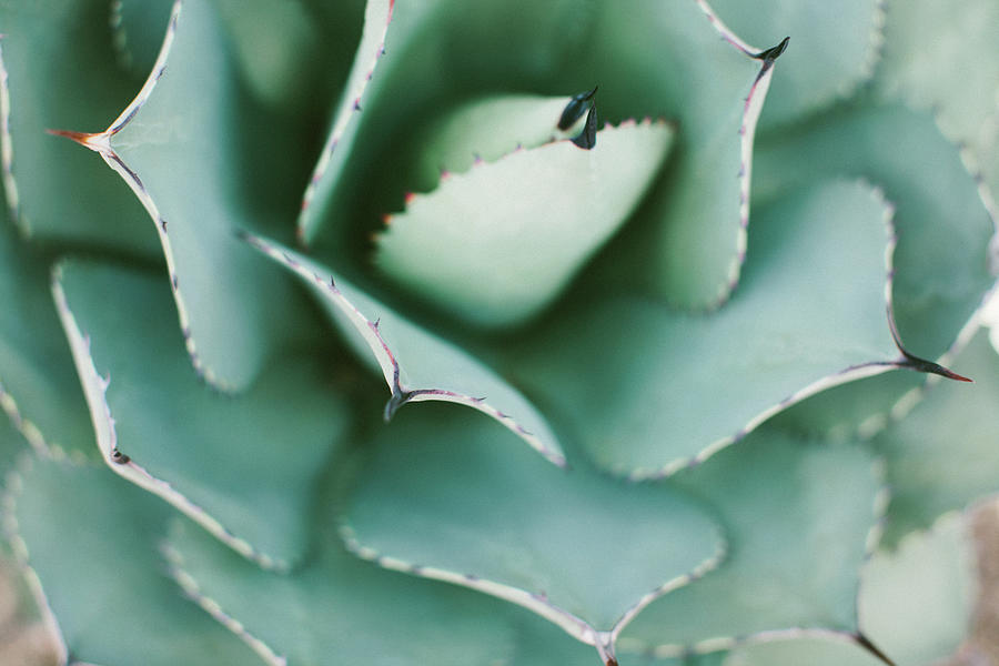 Agave Cactus Photograph by Beth D. Yeaw Agave Cactus Photograph by Beth D. Yeaw