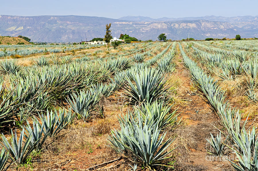 Agave cactus field in Mexico 3 Photograph by Elena Elisseeva