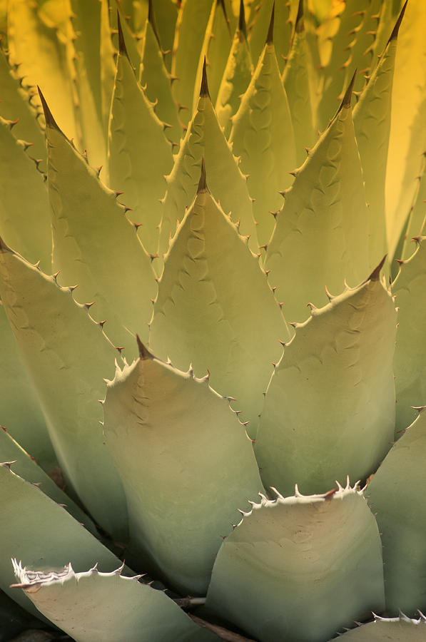 Agave Photograph by Carolyn DAlessandro