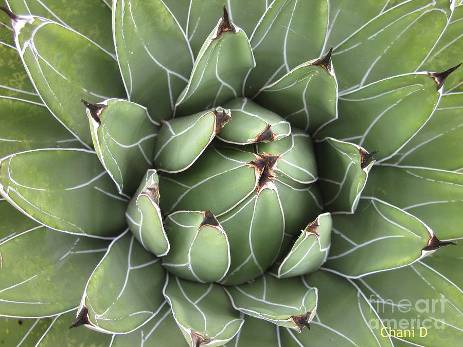 Agave Photograph by Chani Demuijlder
