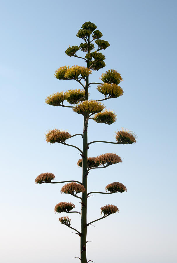 Agave Photograph By Ingela Christina Rahm Pixels