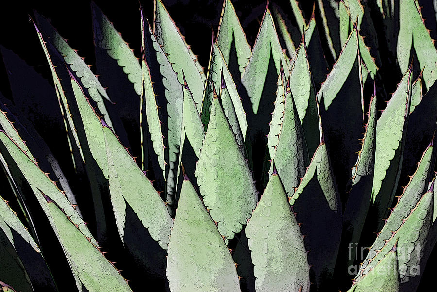 Agave Green Grey by Victoria Page Agave Green Grey by Victoria Page