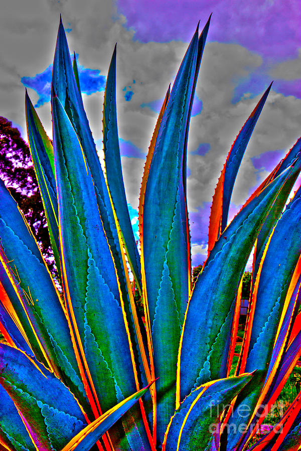 Agave HDR Photograph by Al Bourassa