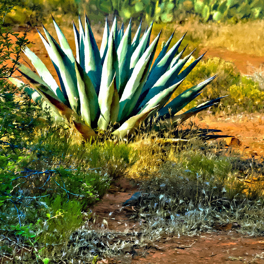 Grand Canyon National Park Photograph - Agave in Secret Mountain Wilderness West of Sedona by Bob and Nadine Johnston