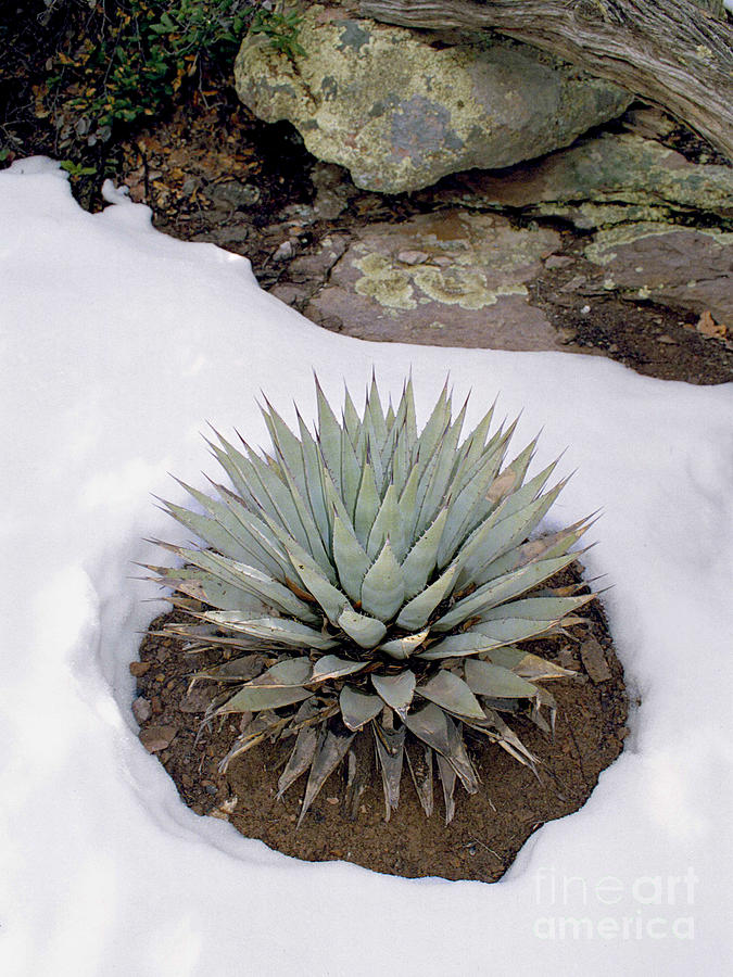 Winter Photograph - Agave In Snow by Douglas Taylor
