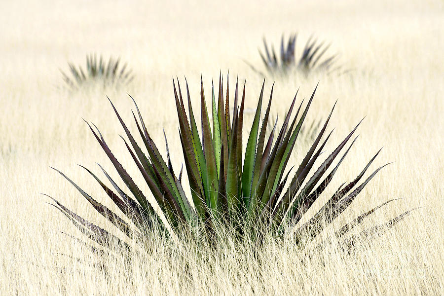 Agave In Tall Grass Photograph by Douglas Taylor